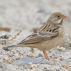 Ortolan Bunting